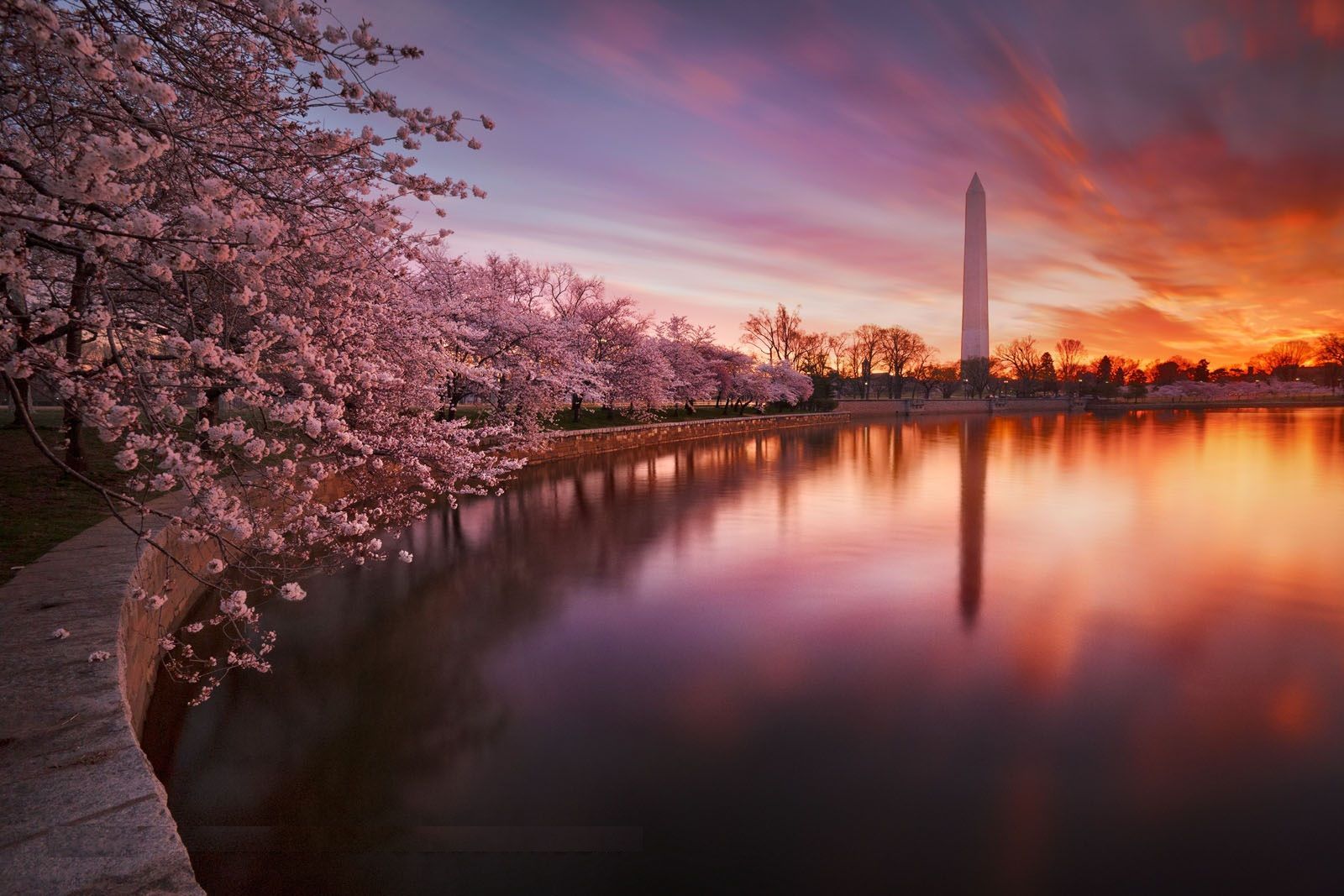 Fiori di ciliegio Washington Monument tramonto, 1600x1067 HD, PC