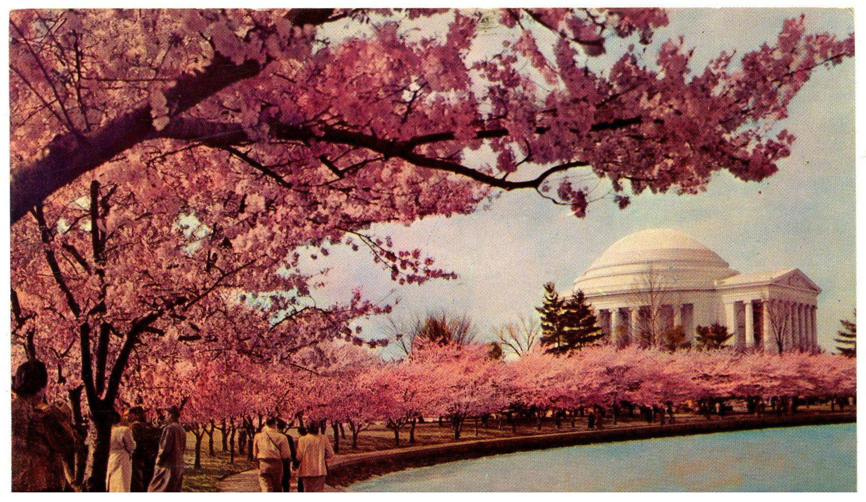 Jefferson Memorial fiori di ciliegio, 7583x3628 4K, PC Desktop