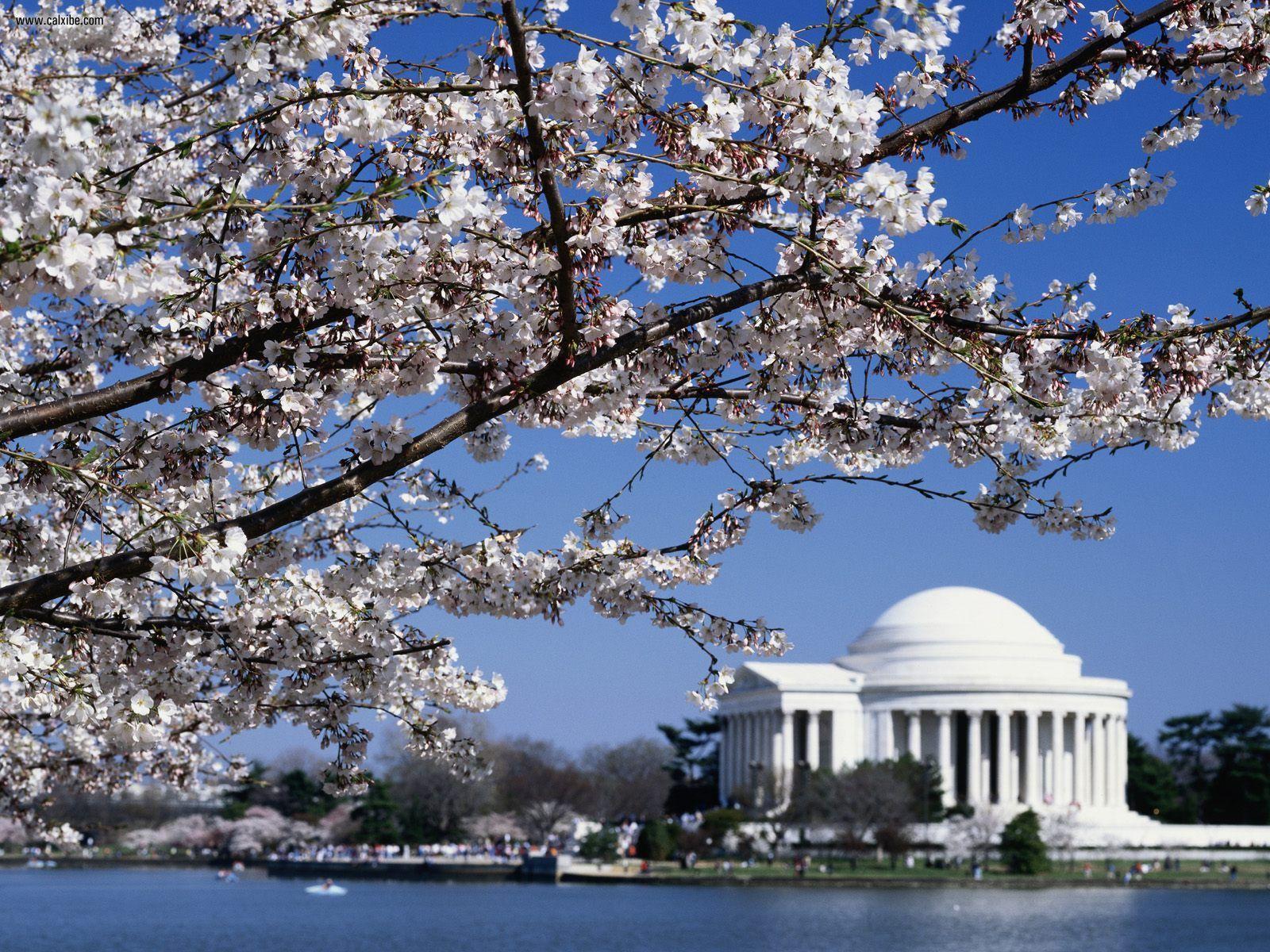 Fiori di ciliegio Jefferson Memorial, 1600x1200 900p, Desktop