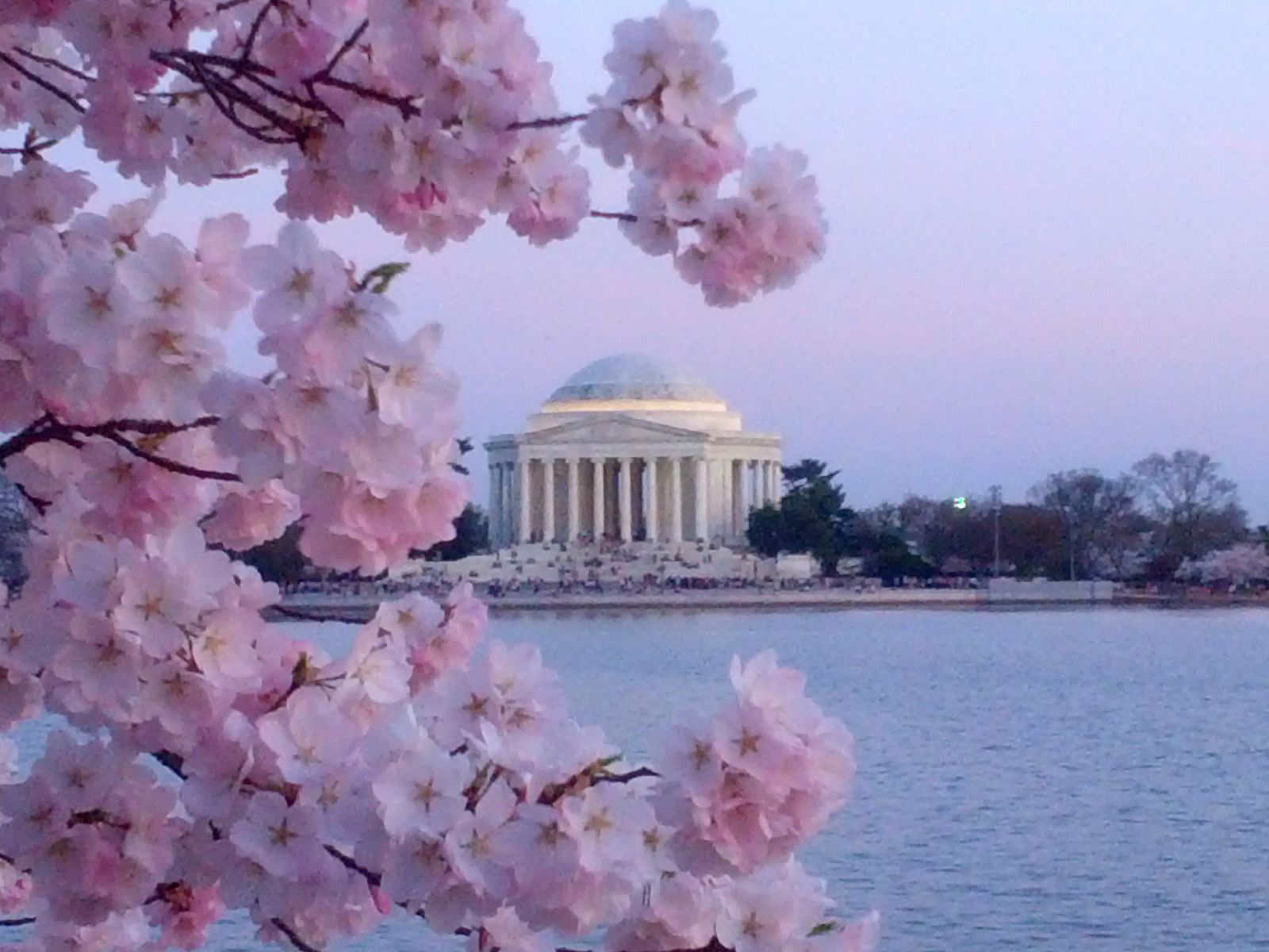Fiori di ciliegio Jefferson Memorial, 1600x1200 HD Ready, Monitor Gaming