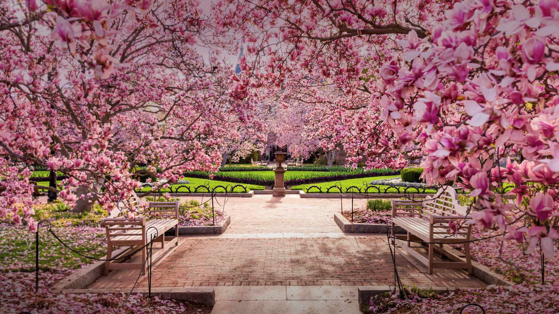 Fiori di ciliegio giardino Washington, 1920x1080 Full HD, PC Desktop