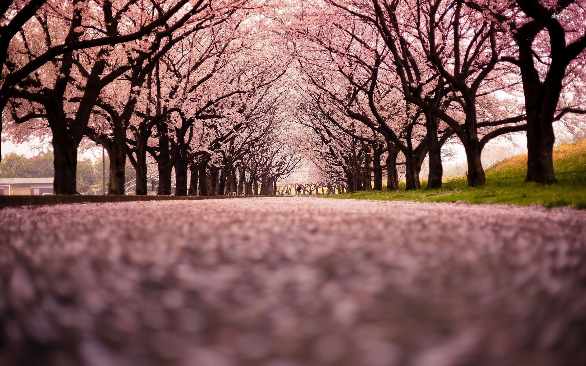 Viale alberato fiori di ciliegio, 1920x1200 WUXGA, PC