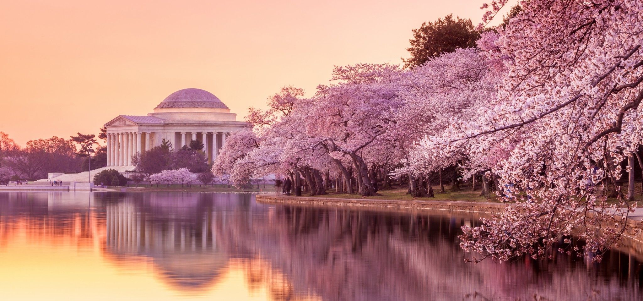 Fiori di ciliegio a Washington DC, 2048x958 alta risoluzione, Desktop