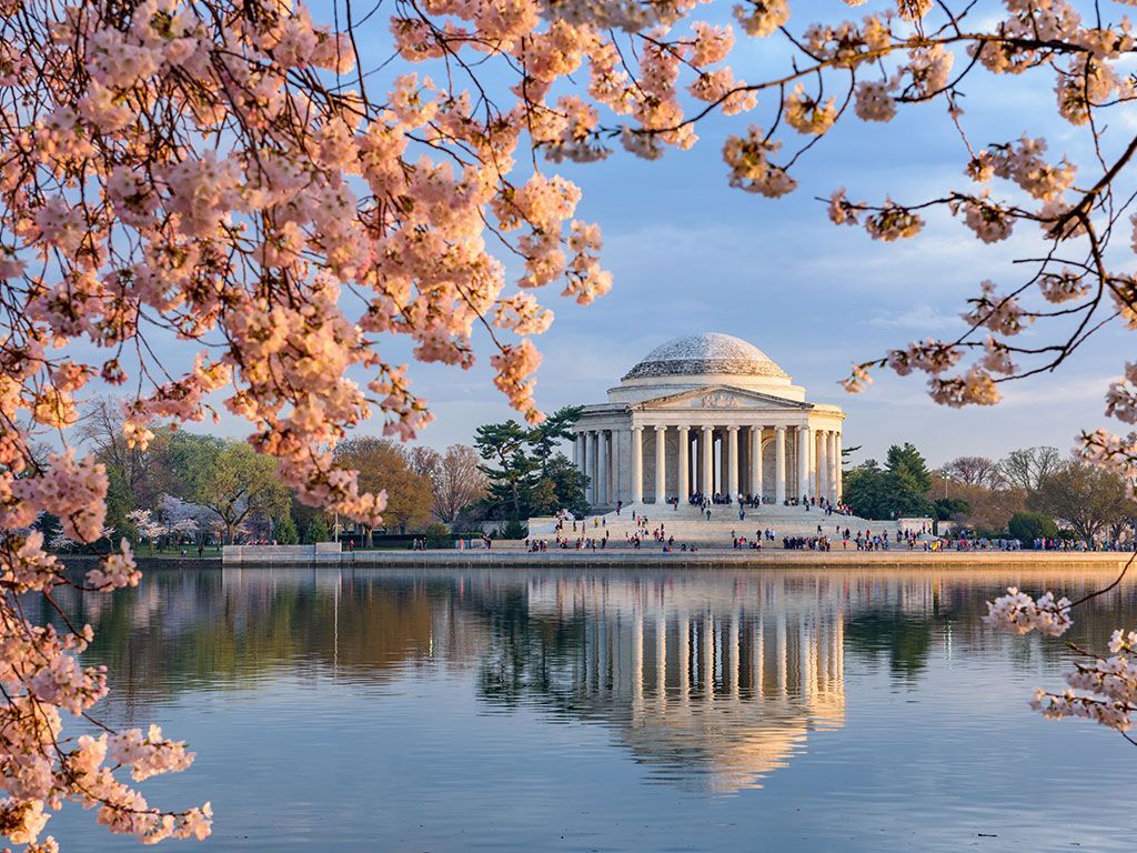 Fiori di ciliegio, Jefferson Memorial, 1024x768 HD, Desktop