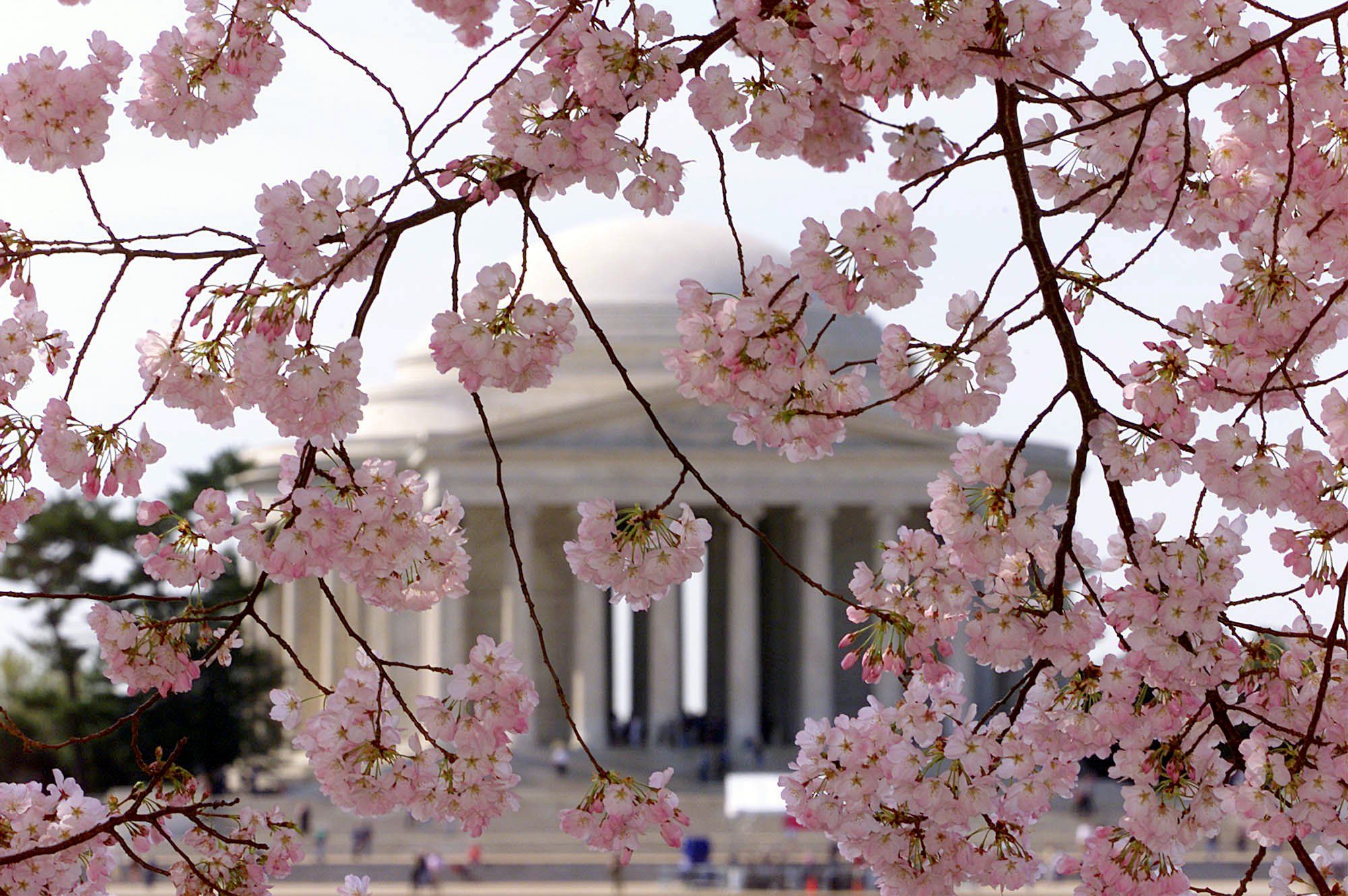 Fiori di ciliegio Washington Monument, 1920x1080 Full HD 1080p, Monitor Gaming