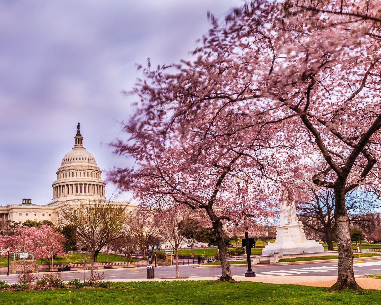 Fiori di ciliegio Jefferson Memorial, 2000x1330 2K, PC Desktop