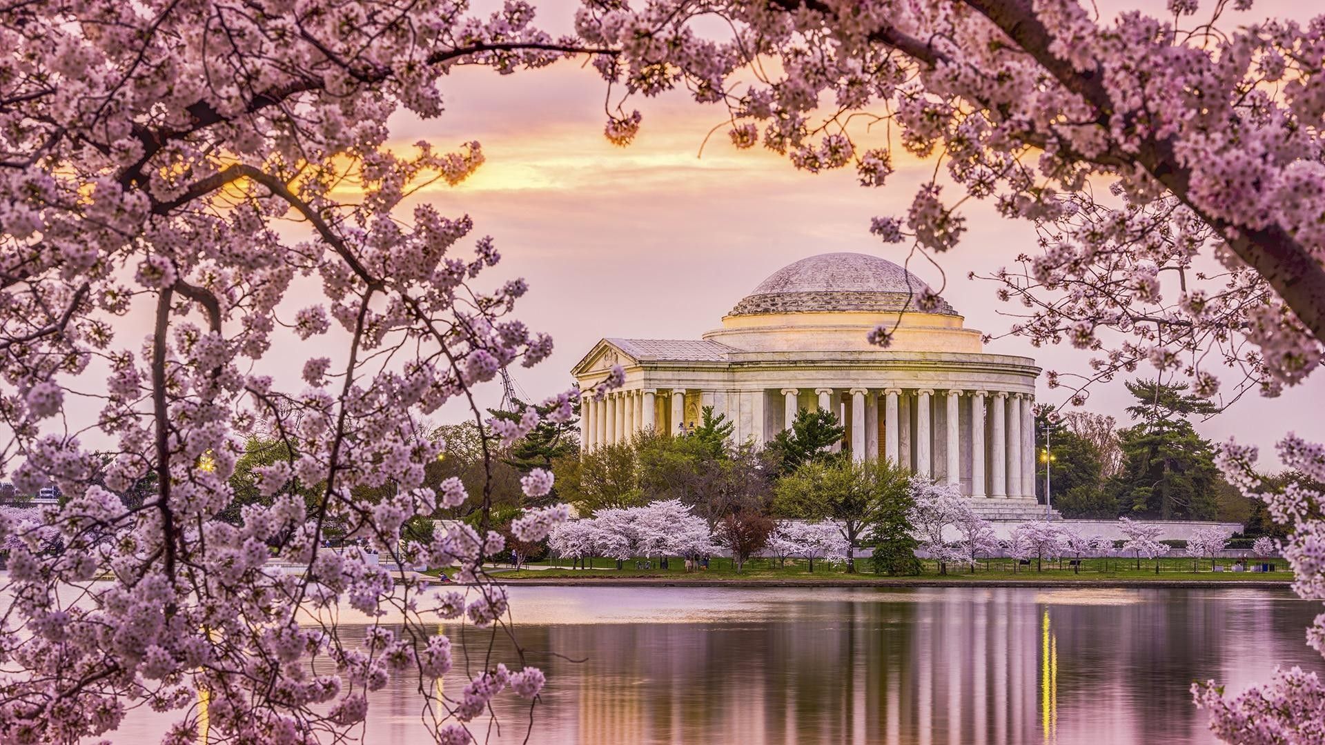 Jefferson Memorial fiori di ciliegio, 1920x1080 Full HD, Monitor Gaming