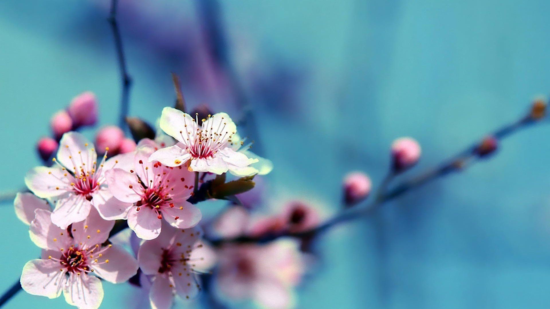 Fiori di ciliegio rosa, 1920x1080 1080p, PC Desktop