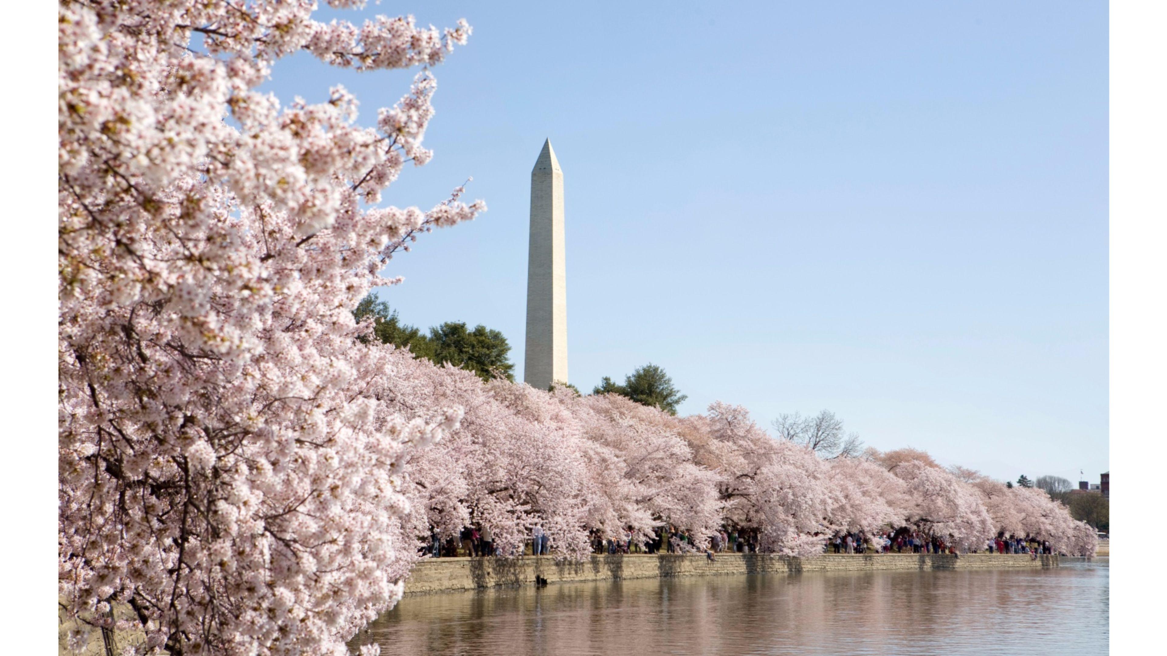Fiori di ciliegio a Washington, 3840x2160 UHD, Monitor Gaming