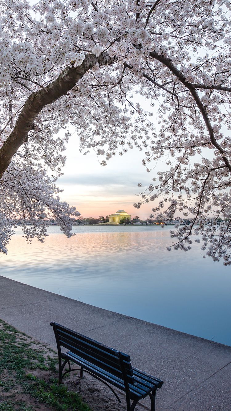 Fiori di ciliegio a Washington DC, 750x1334 Full HD Verticale, Smartphone