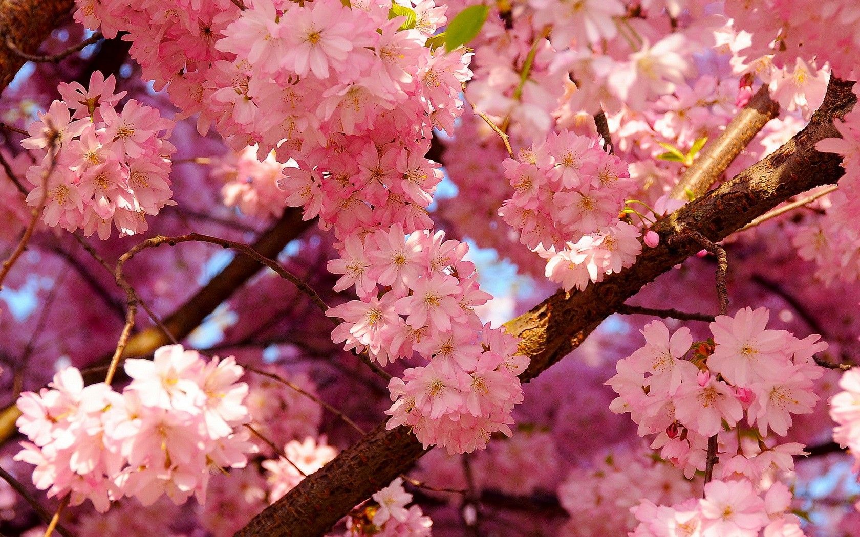 Fiori di ciliegio Jefferson Memorial, 2272x1704 alta risoluzione, PC