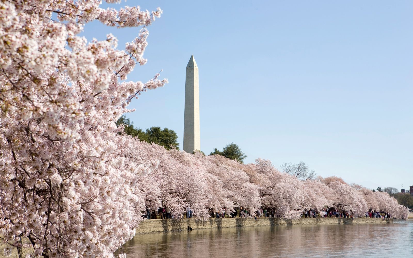 Fiori di ciliegio e Washington Monument, 1600x1000 HD Ready, PC Desktop