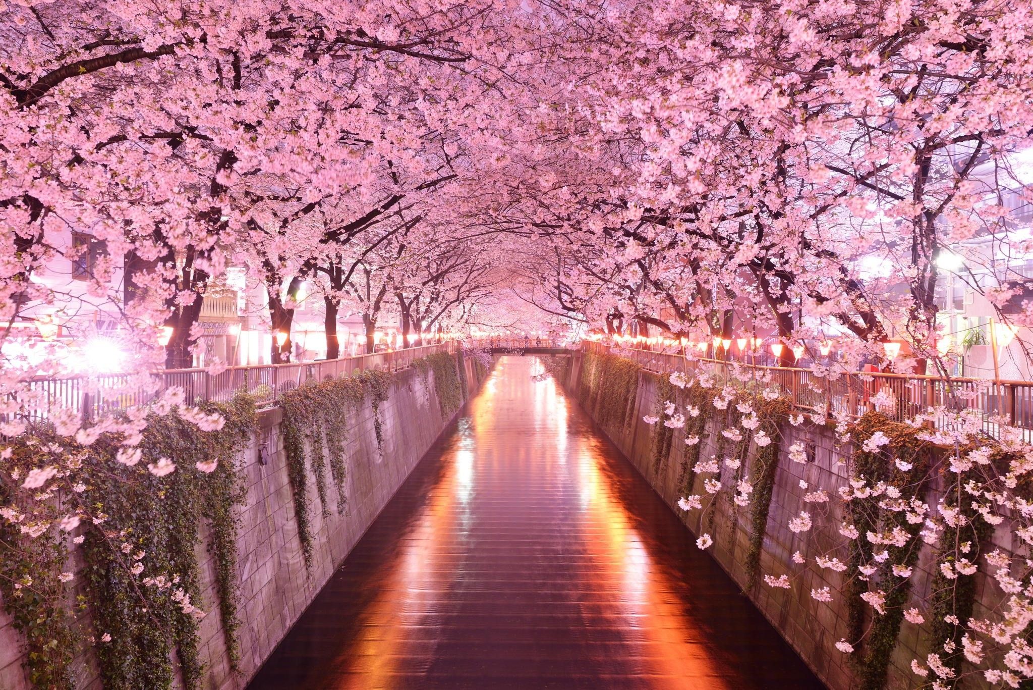 Fiori di ciliegio su canale notturno, 2048x1367 2K, PC
