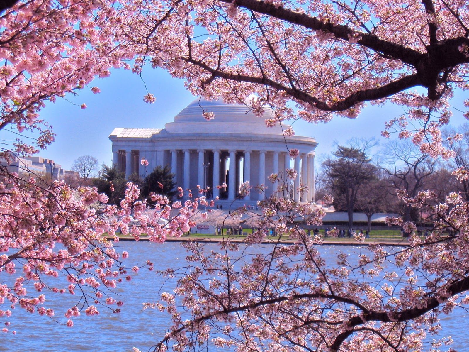 Jefferson Memorial fiori di ciliegio, 1600x1200 900p, PC Desktop