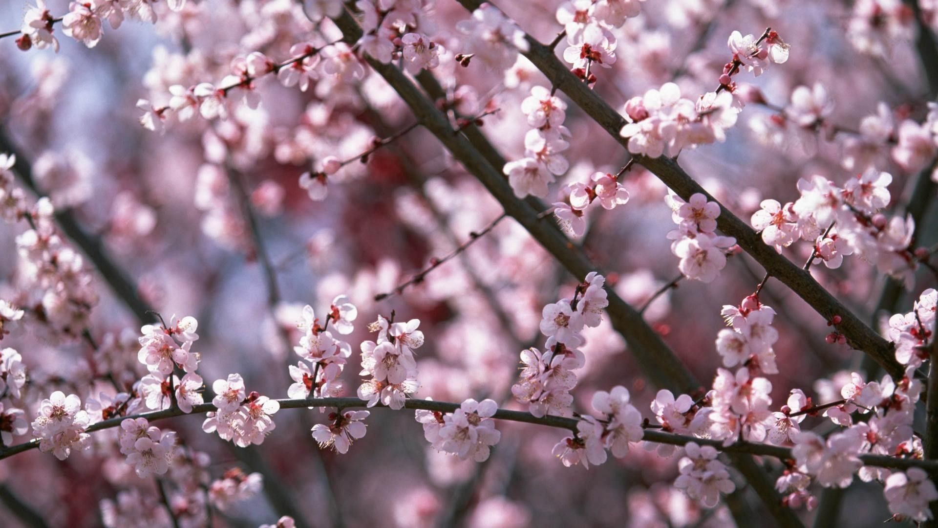 Fiori di ciliegio rosa, 2592x1944 2K, Monitor Gaming