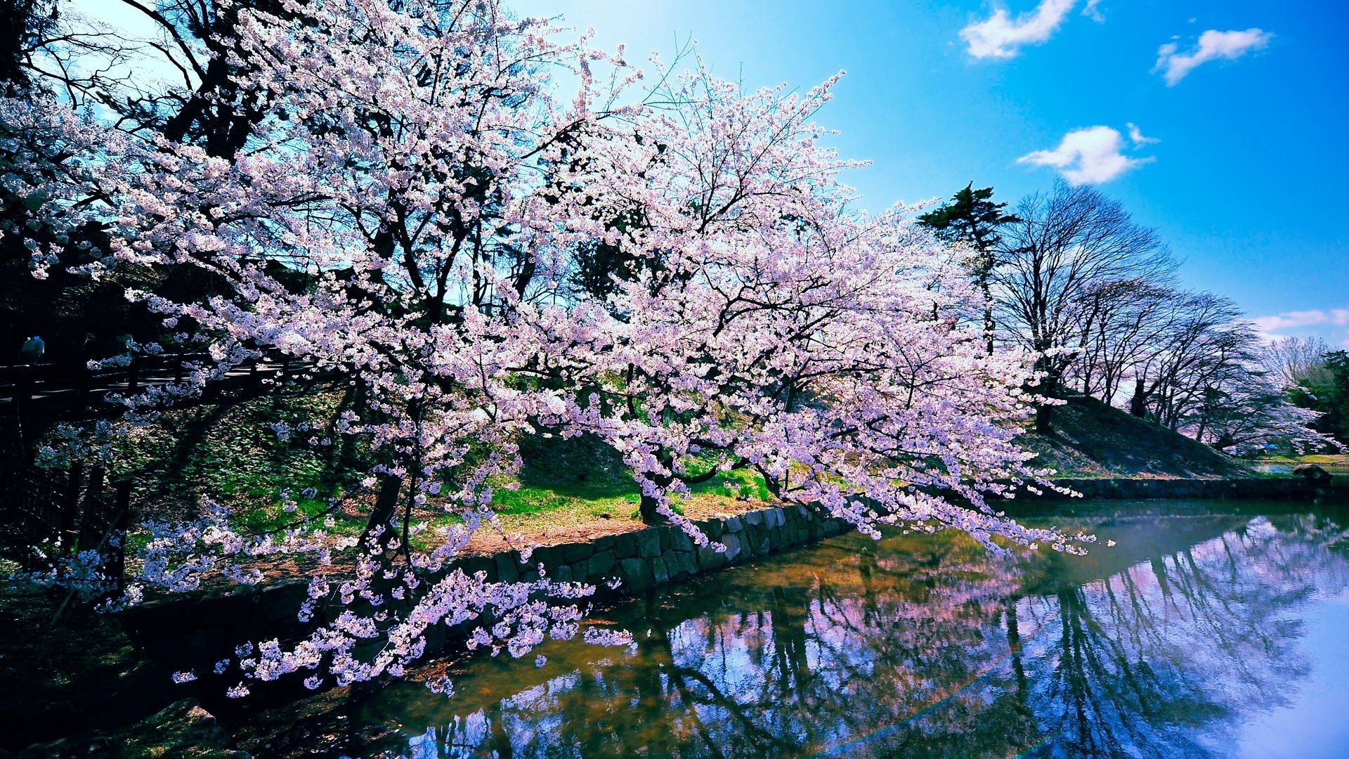 Fiori di ciliegio Jefferson Memorial, 1920x1080 Full HD, PC
