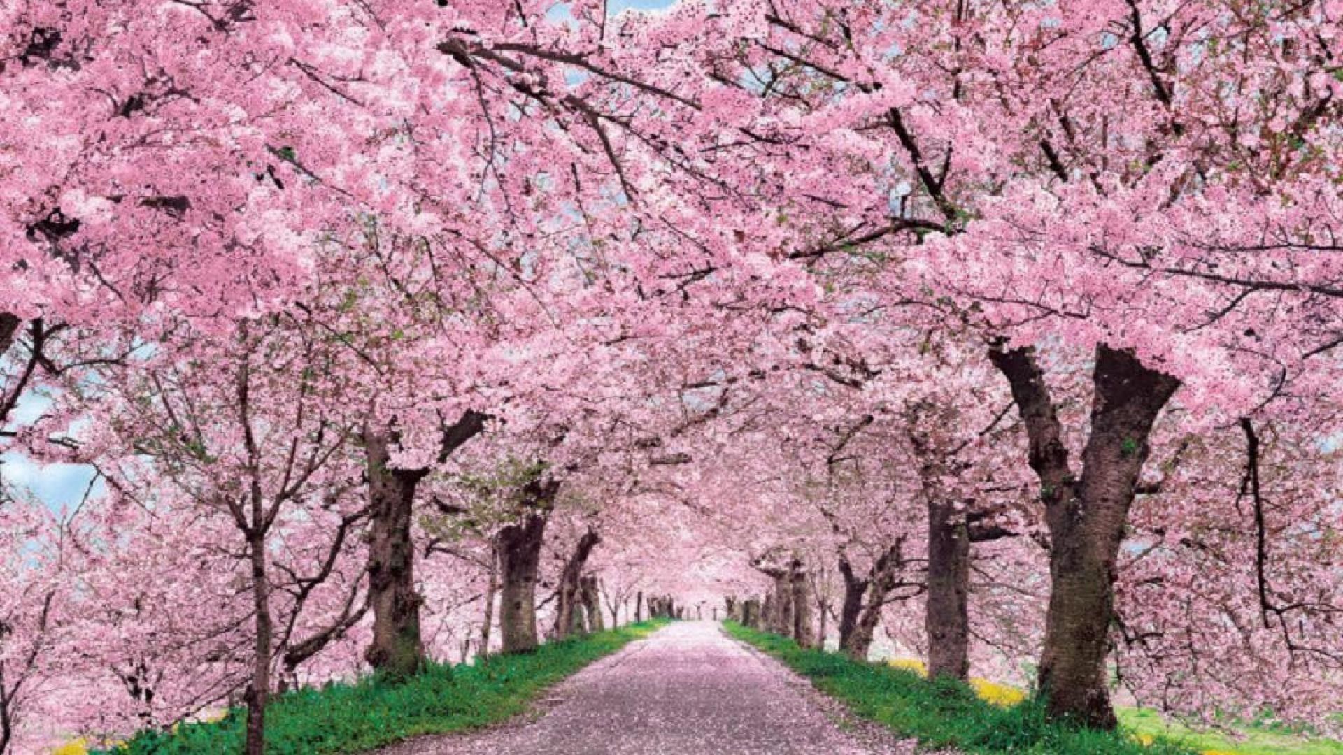 Viale alberato fiori di ciliegio, 1920x1080 1080p, Desktop