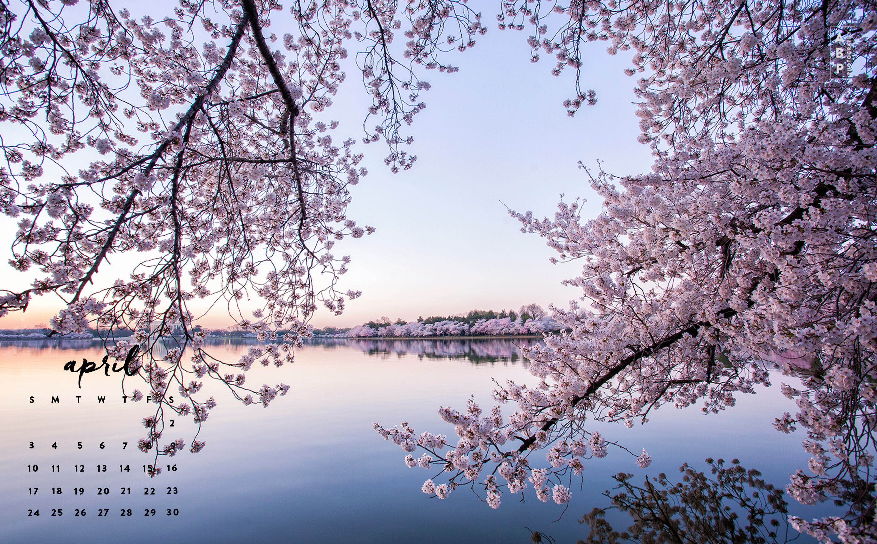 Fiori di ciliegio a Washington DC, 2800x1736 2K, Monitor Gaming