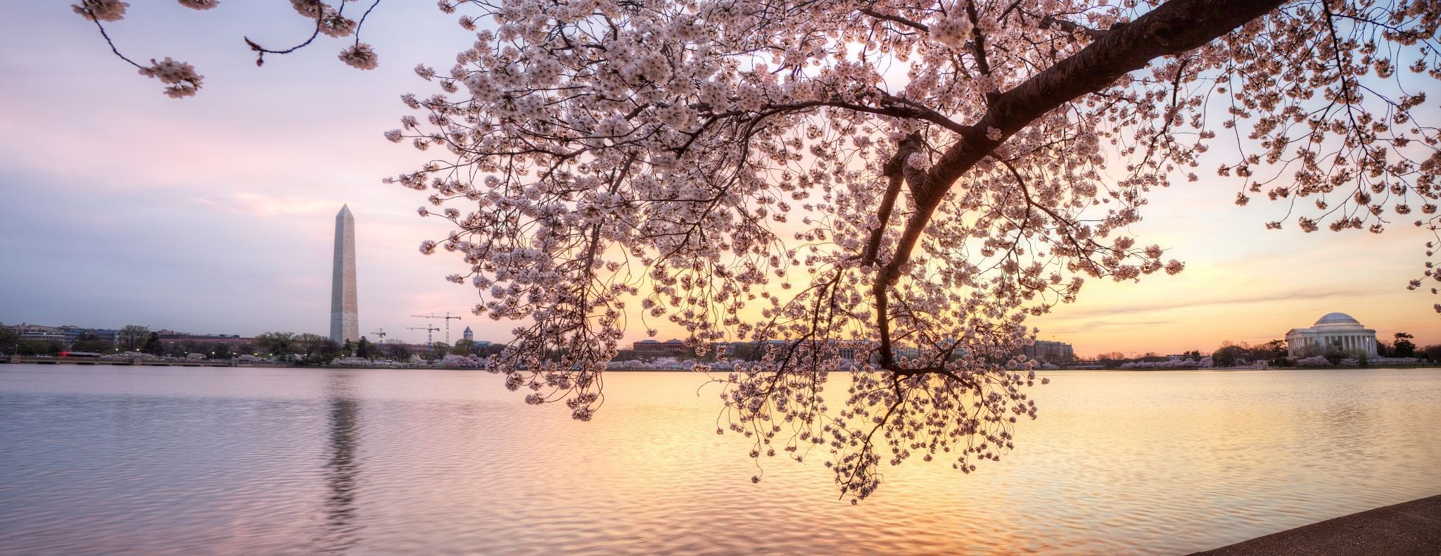 Fiori di ciliegio a Washington DC, 2048x790 21:9, PC
