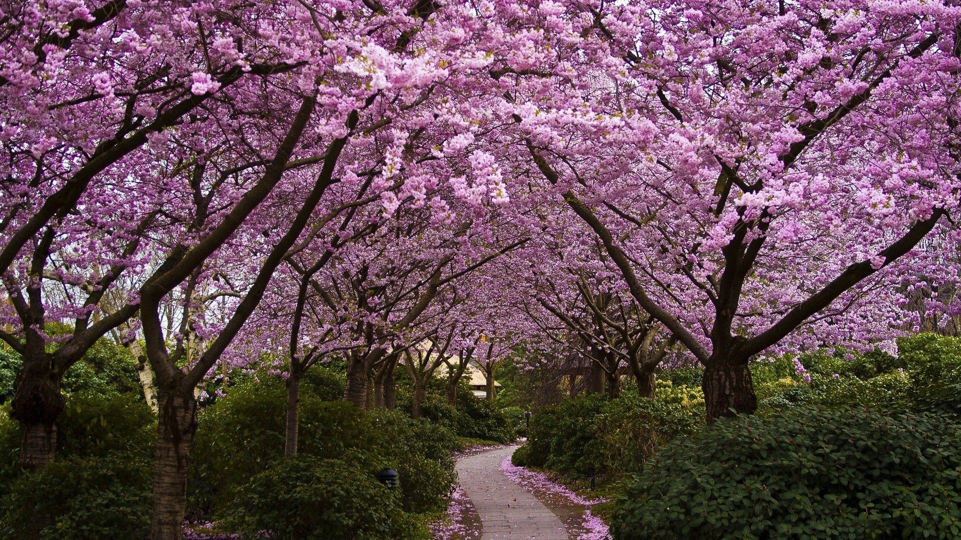 Alberi di ciliegio in fiore, 1920x1080 1080p, PC