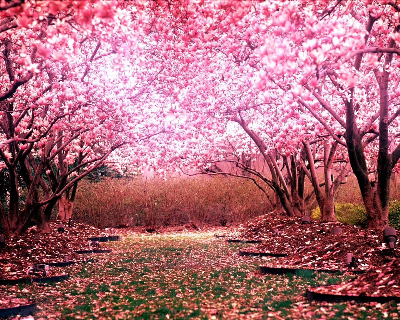 Sentiero fiori di ciliegio rosa, 1280x1024 720p, Monitor Gaming