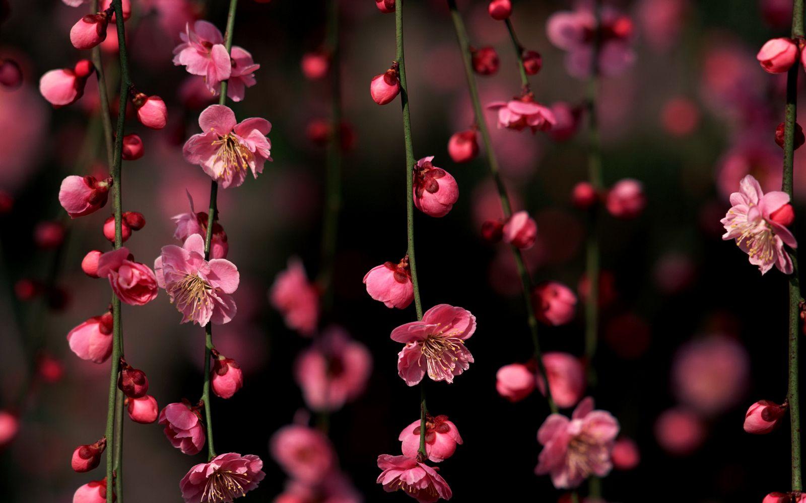 Fiori di ciliegio Washington Monument, 1920x1080 Full HD 1080p, Desktop