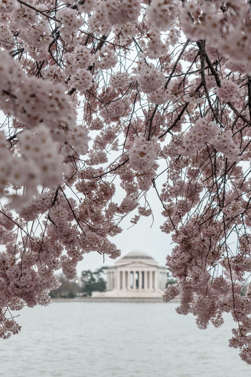 Fiori di ciliegio Washington DC, 2880x1800 WQXGA, Monitor Gaming