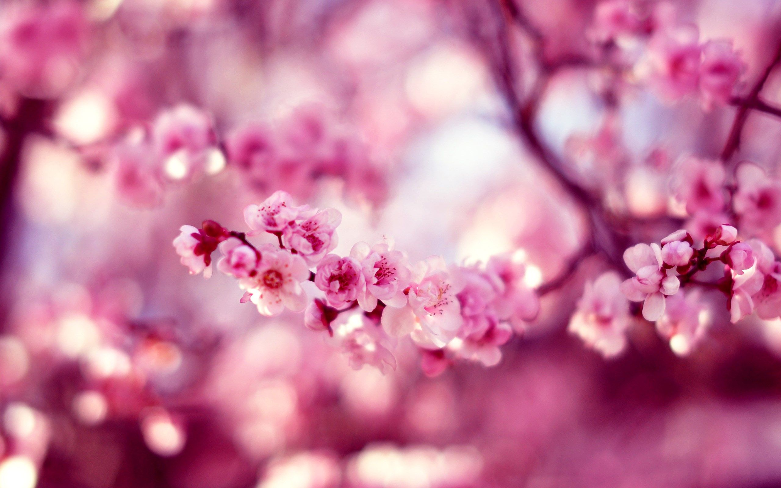 Fiori di ciliegio rosa, 2560x1600 2K+, PC Desktop