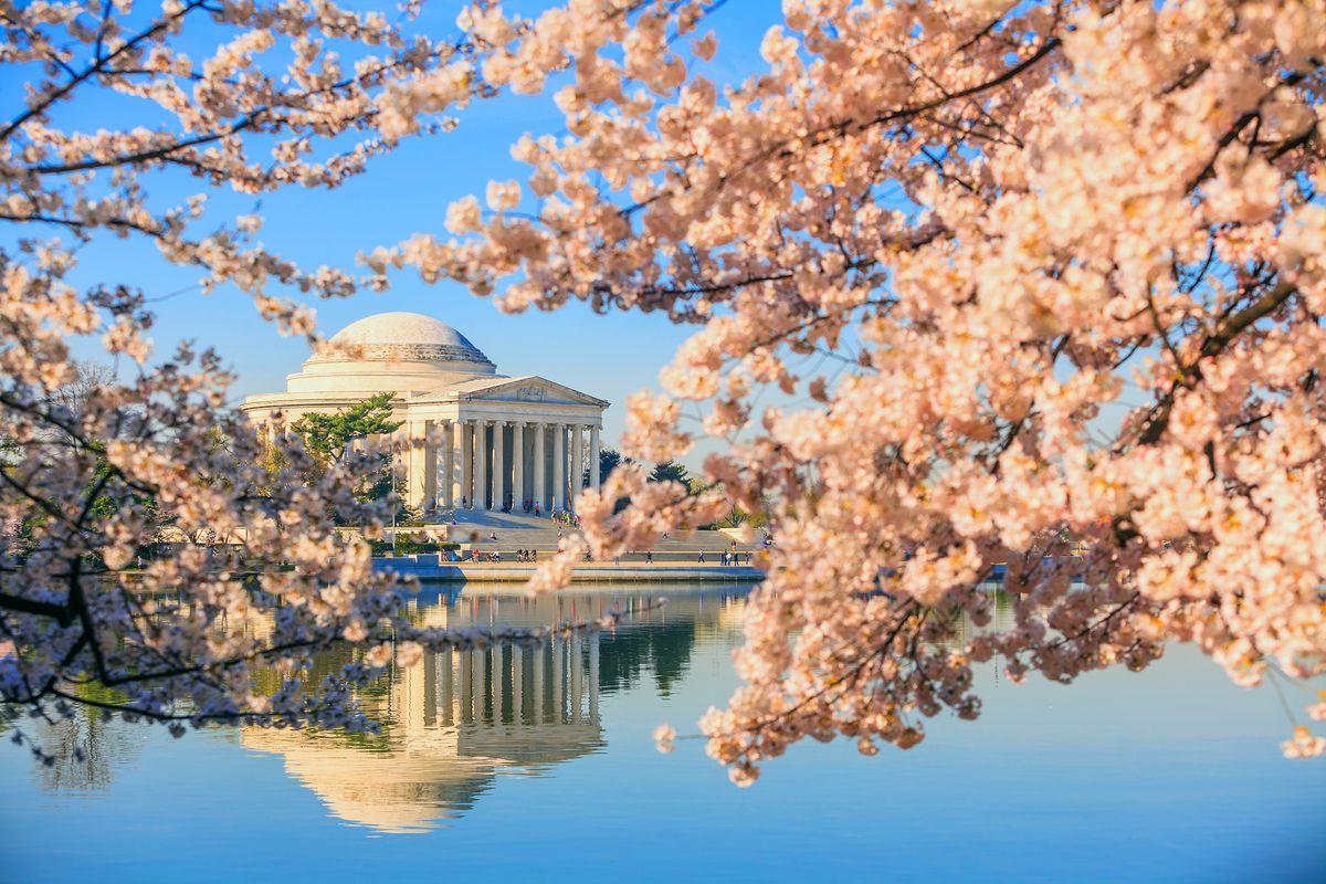 Fiori di ciliegio a Washington DC, 1200x800 HD, PC Desktop