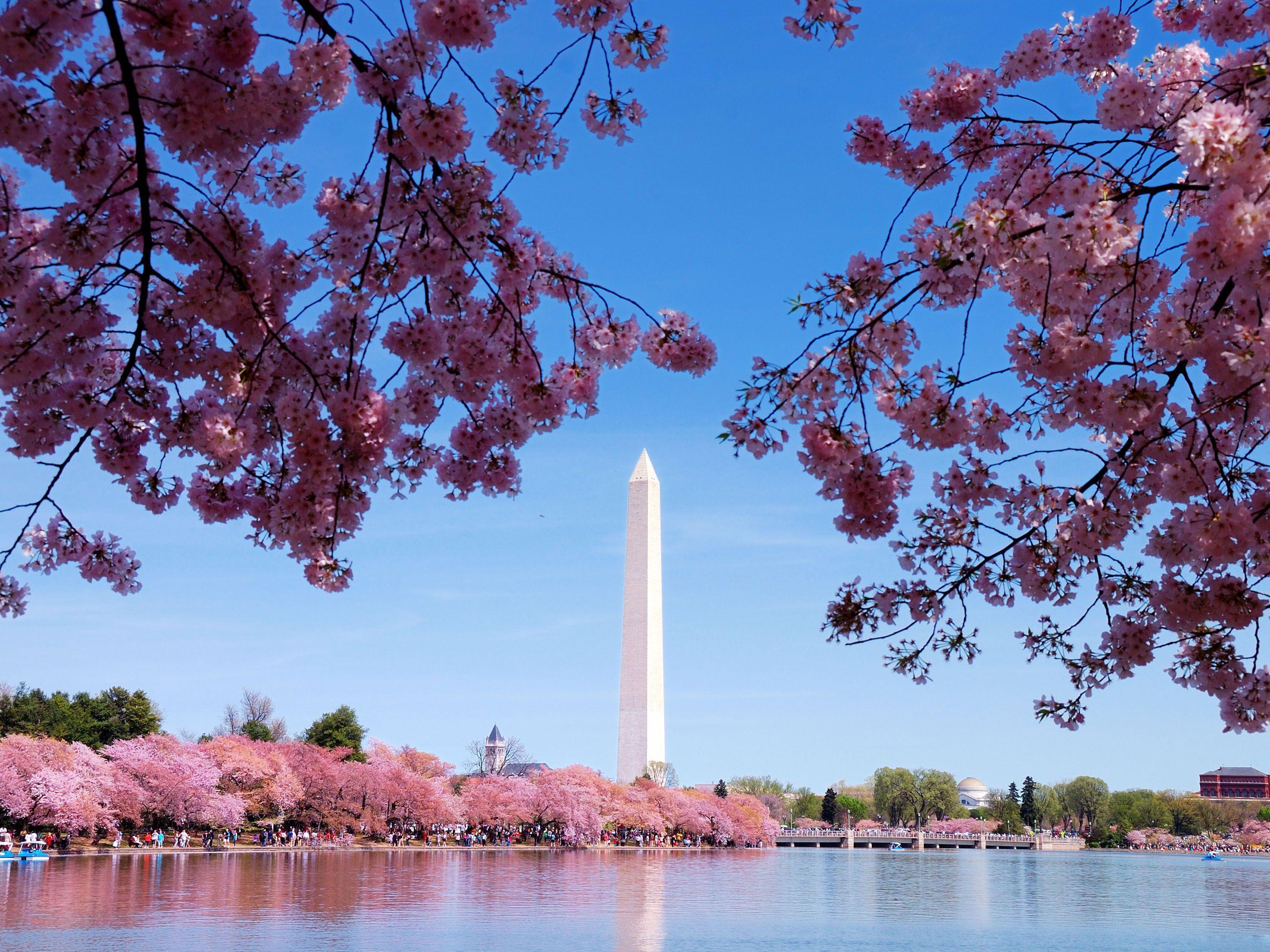 Fiori di ciliegio Washington Monument, 2800x2100 WQXGA, Desktop