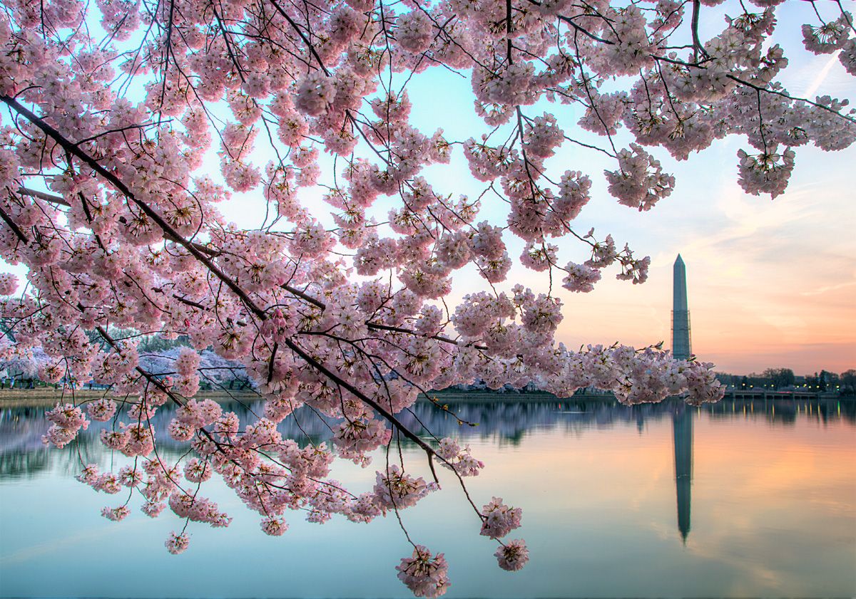 Fiori di ciliegio Washington Monument, 1200x841 HD, PC