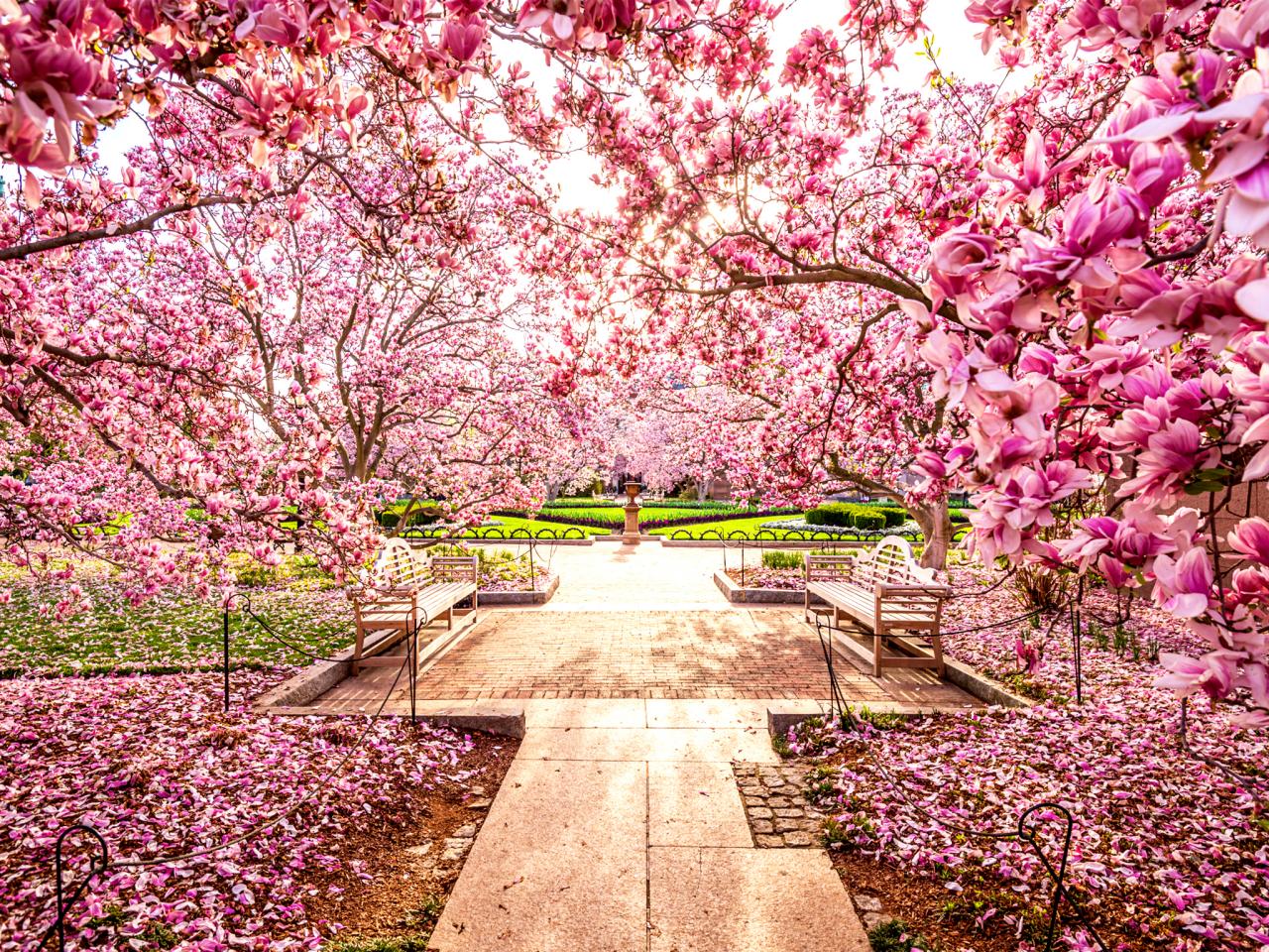 Fiori di ciliegio Washington DC, 1280x960 HD, Desktop