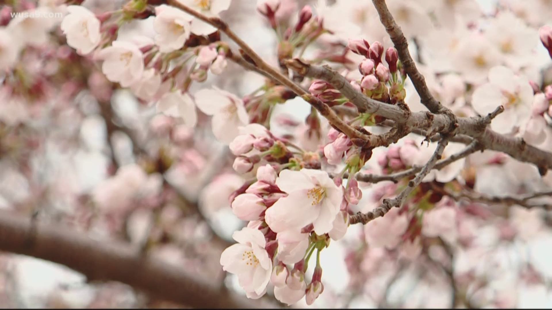 Fiori di ciliegio rosa sul lago, 1920x1080 Full HD, Monitor Gaming