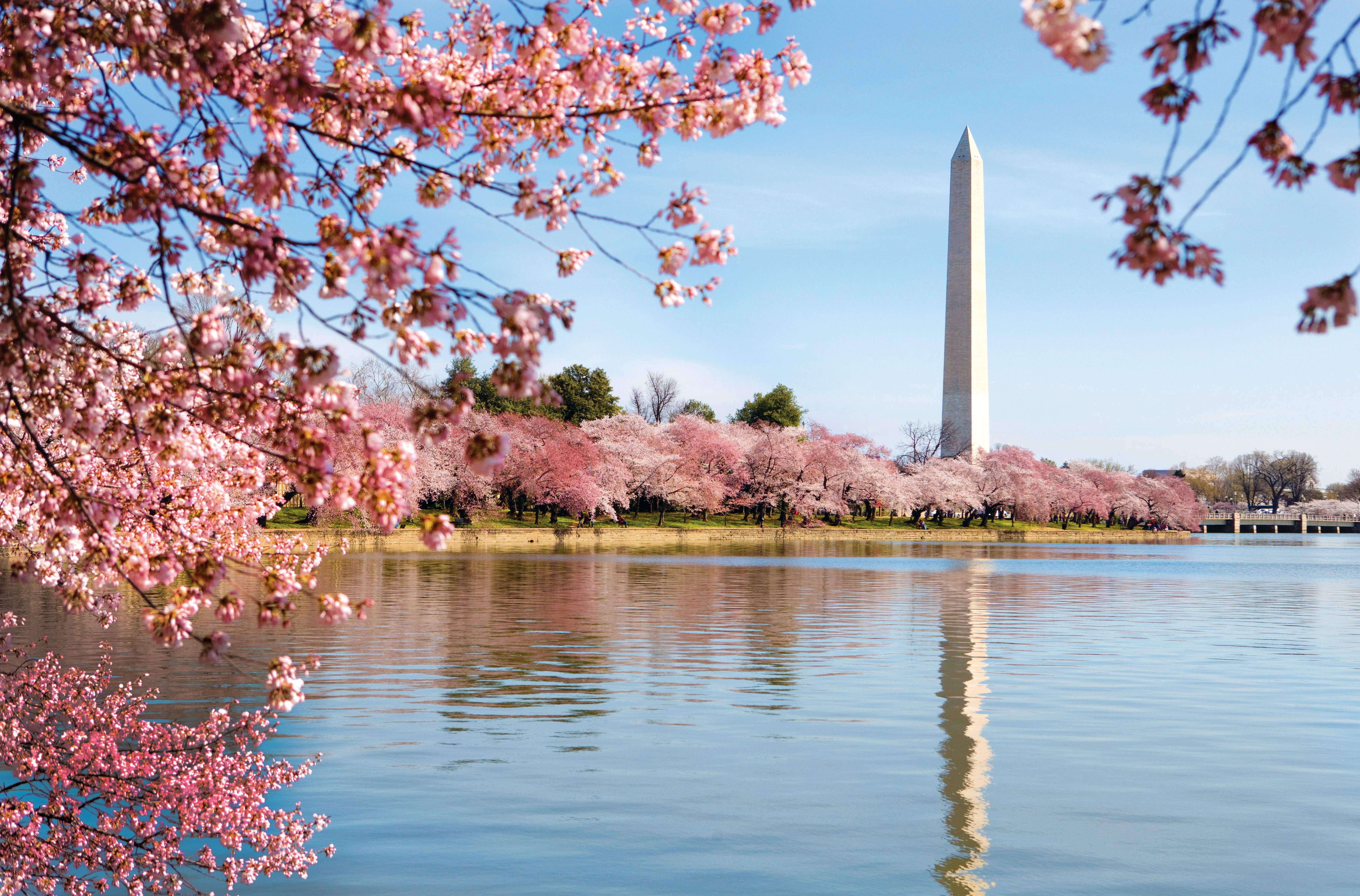 Fiori di ciliegio Washington Monument, 5509x3632 UHD, Monitor Gaming