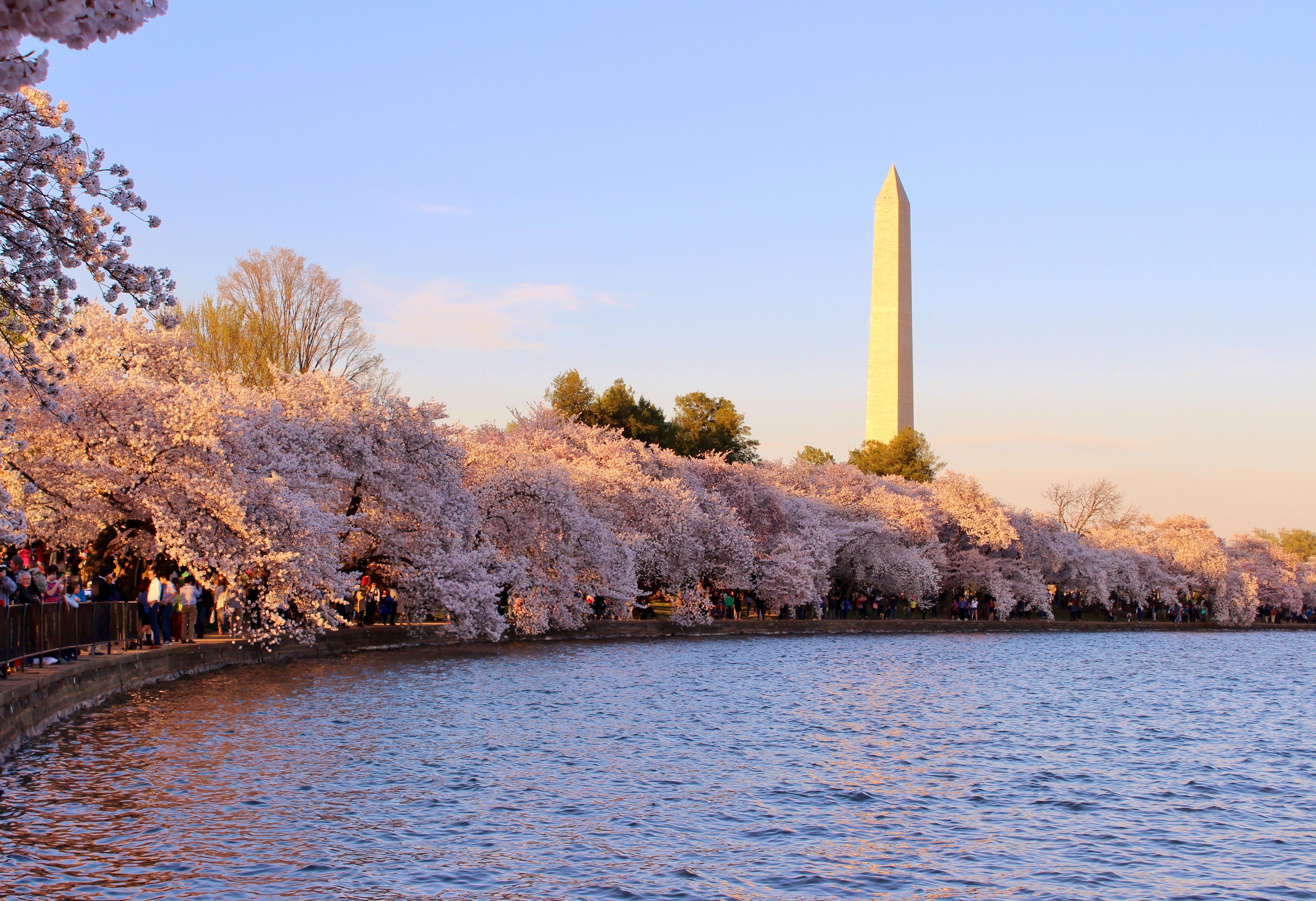 Fiori di ciliegio Washington Monument, 5048x3454 UHD, Monitor Gaming