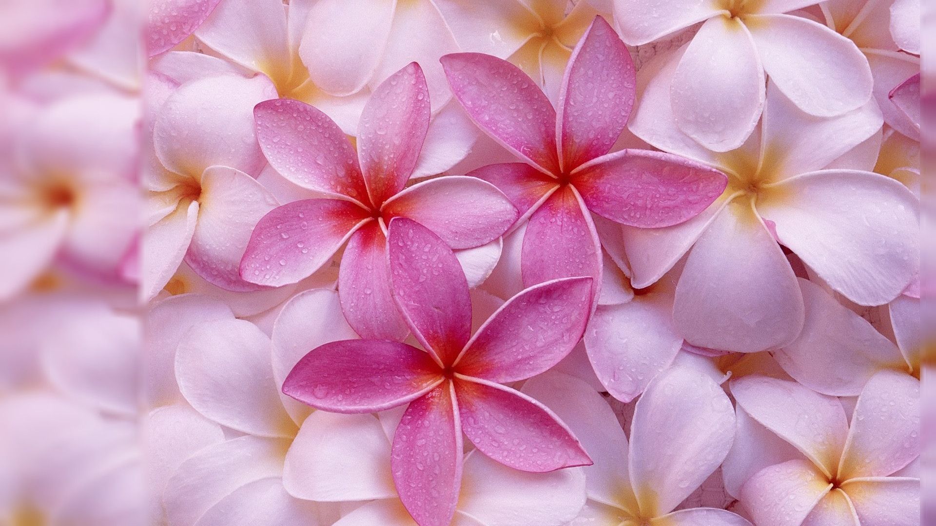 Fiori di plumeria rosa, 1920x1080 Full HD, PC Desktop