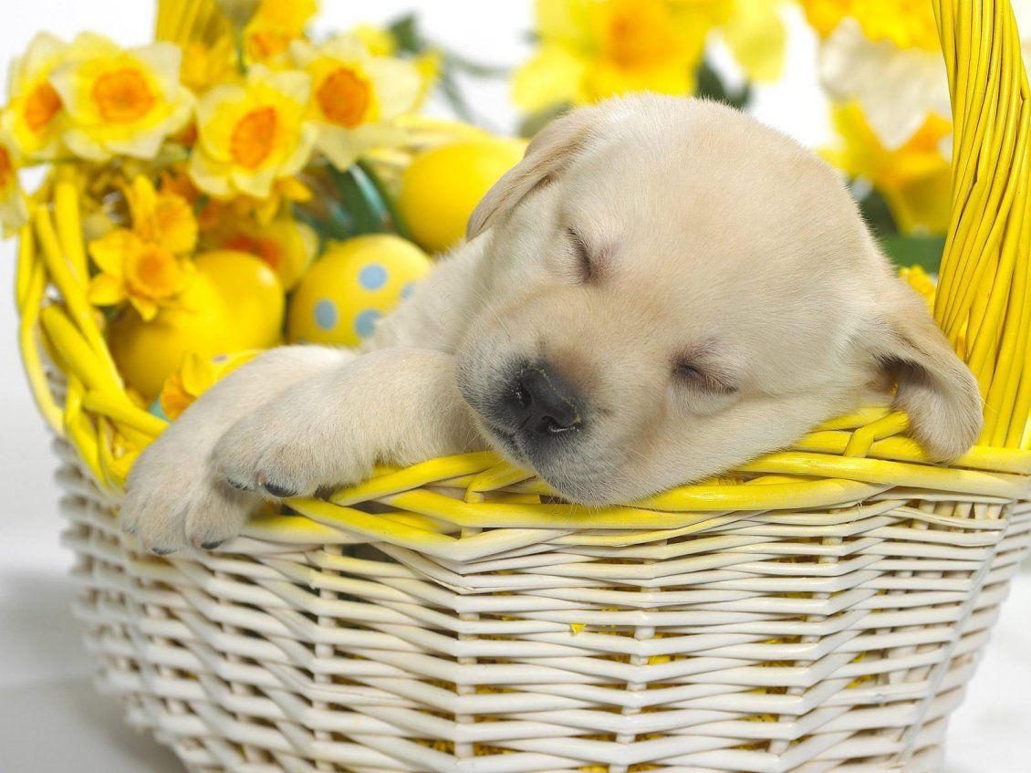 Cucciolo dorme cesto fiori gialli, 1130x847 HD, PC
