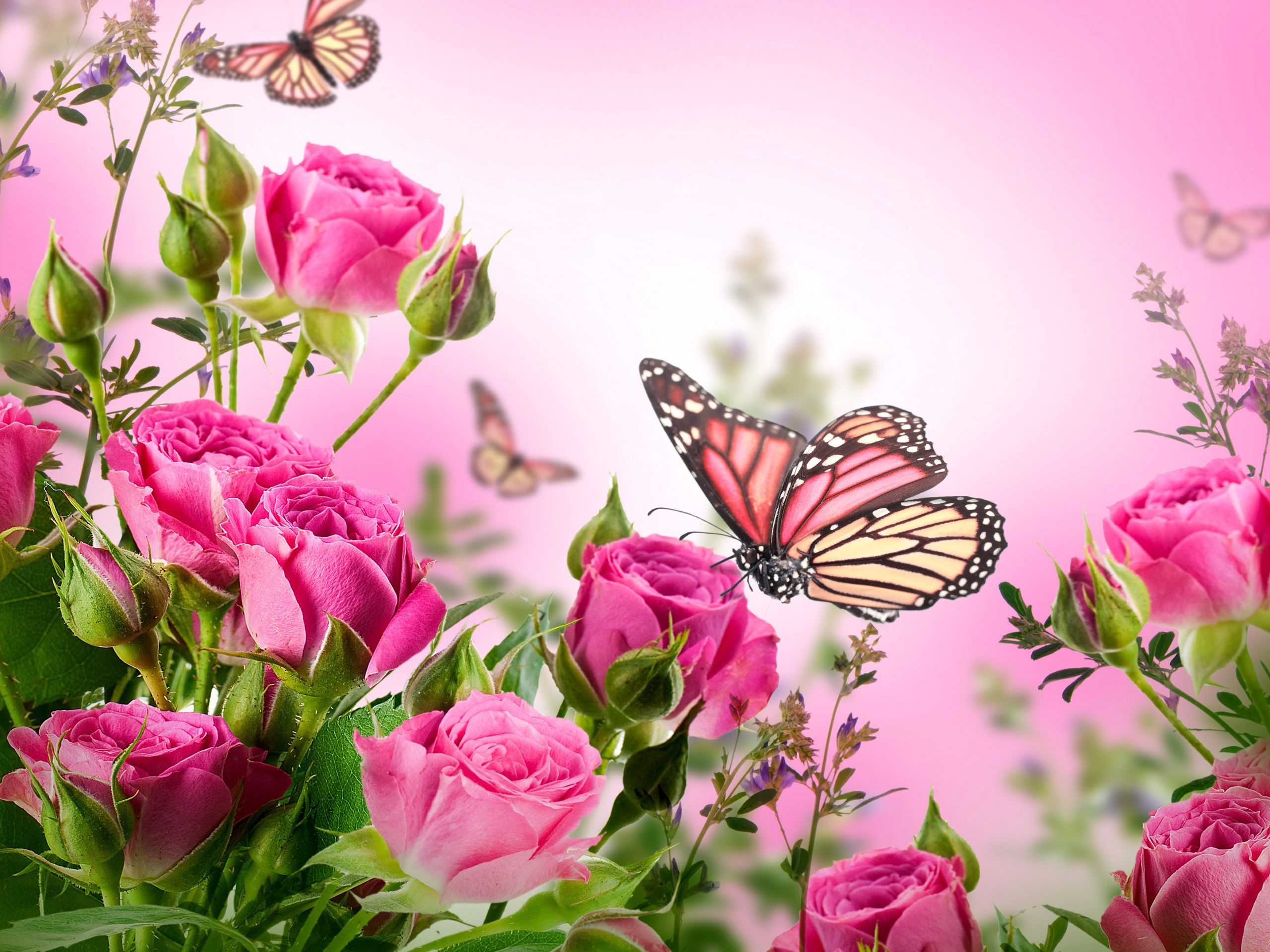 Rose rosa e farfalle, 2560x1920 WQXGA, Desktop