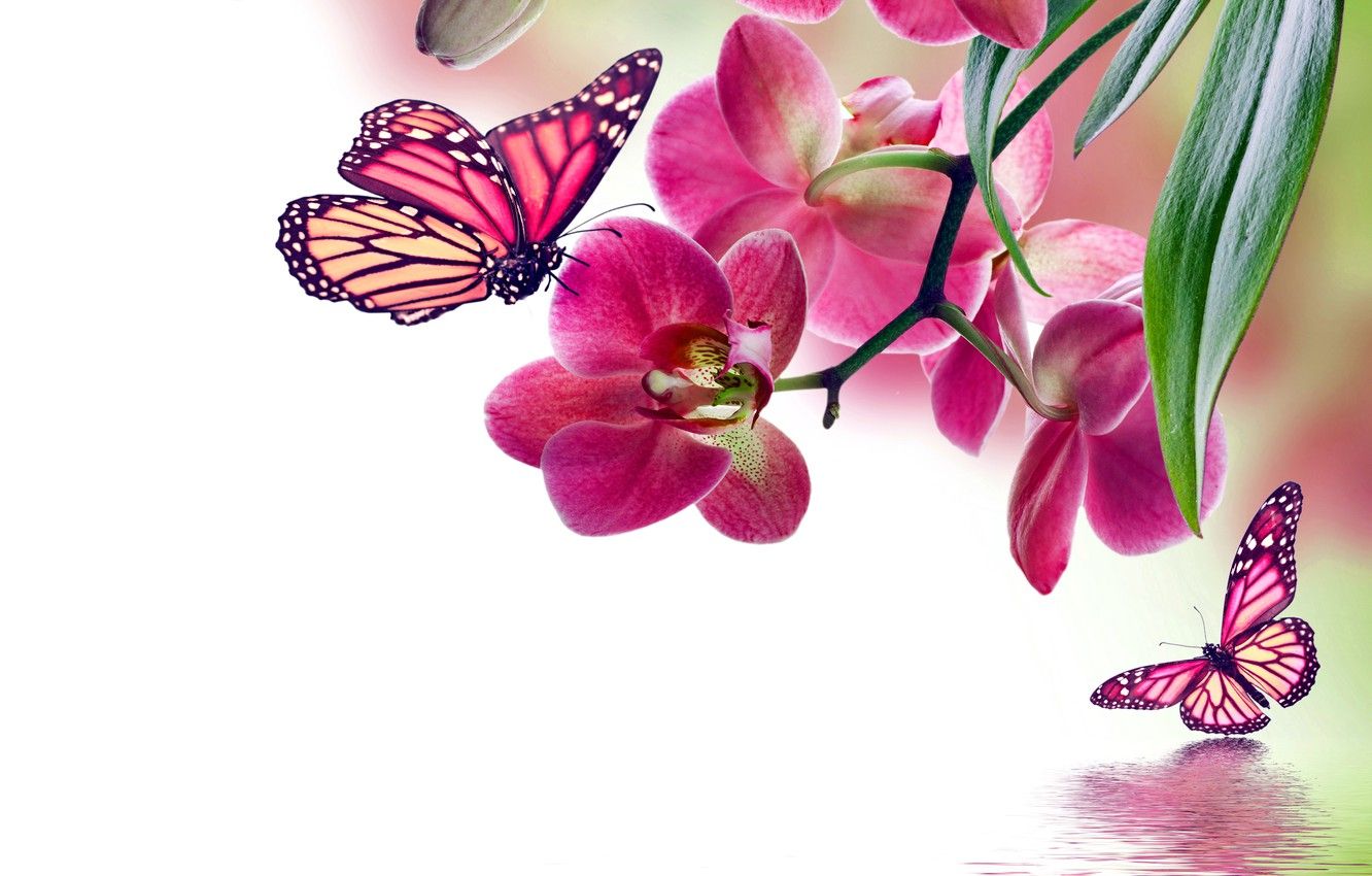 Orchidee rosa e farfalle, 1332x850 720p, PC