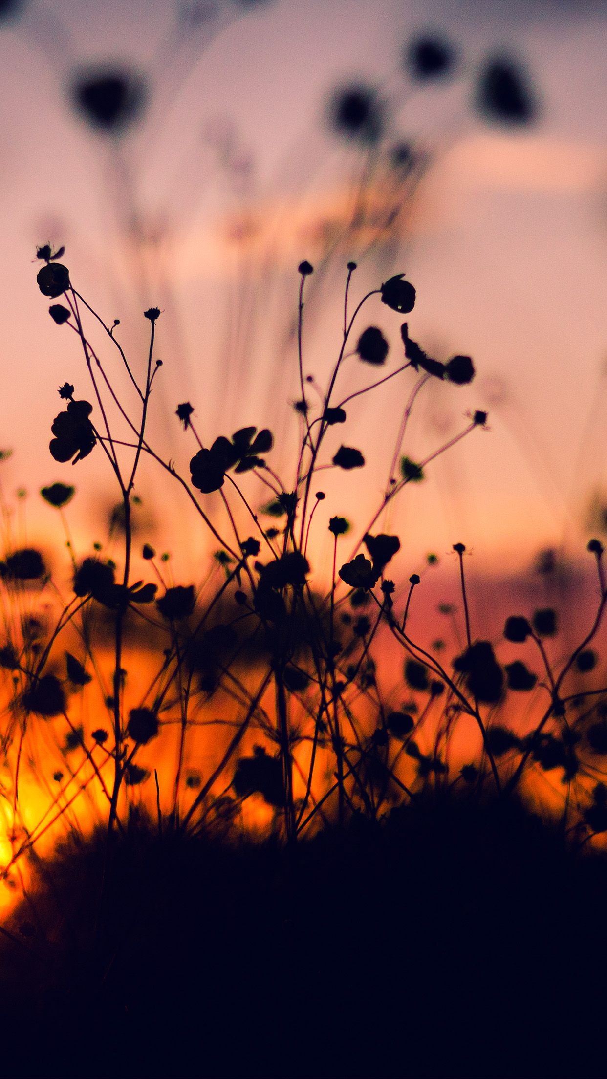 Fiori silhouette al tramonto, 1242x2208 Full HD Verticale, Google Pixel