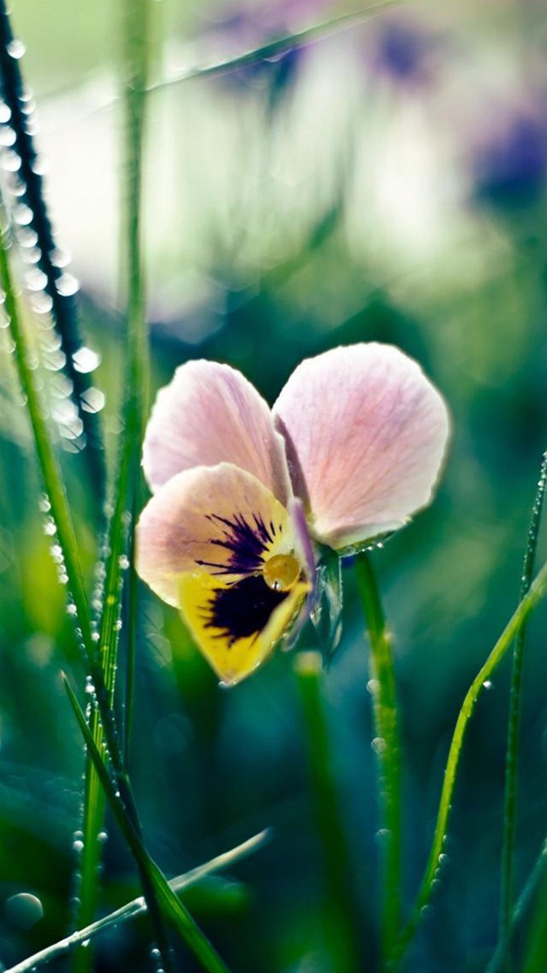 Viola del pensiero con rugiada, 1080x1920 Verticale, Telefono