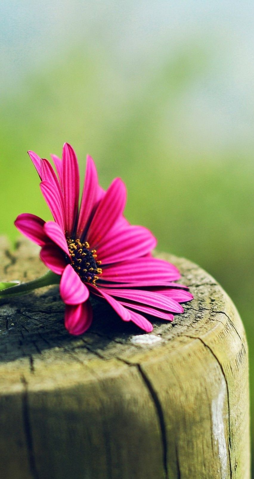 Fiore rosa su palo legno, 852x1608 Verticale, Mobile