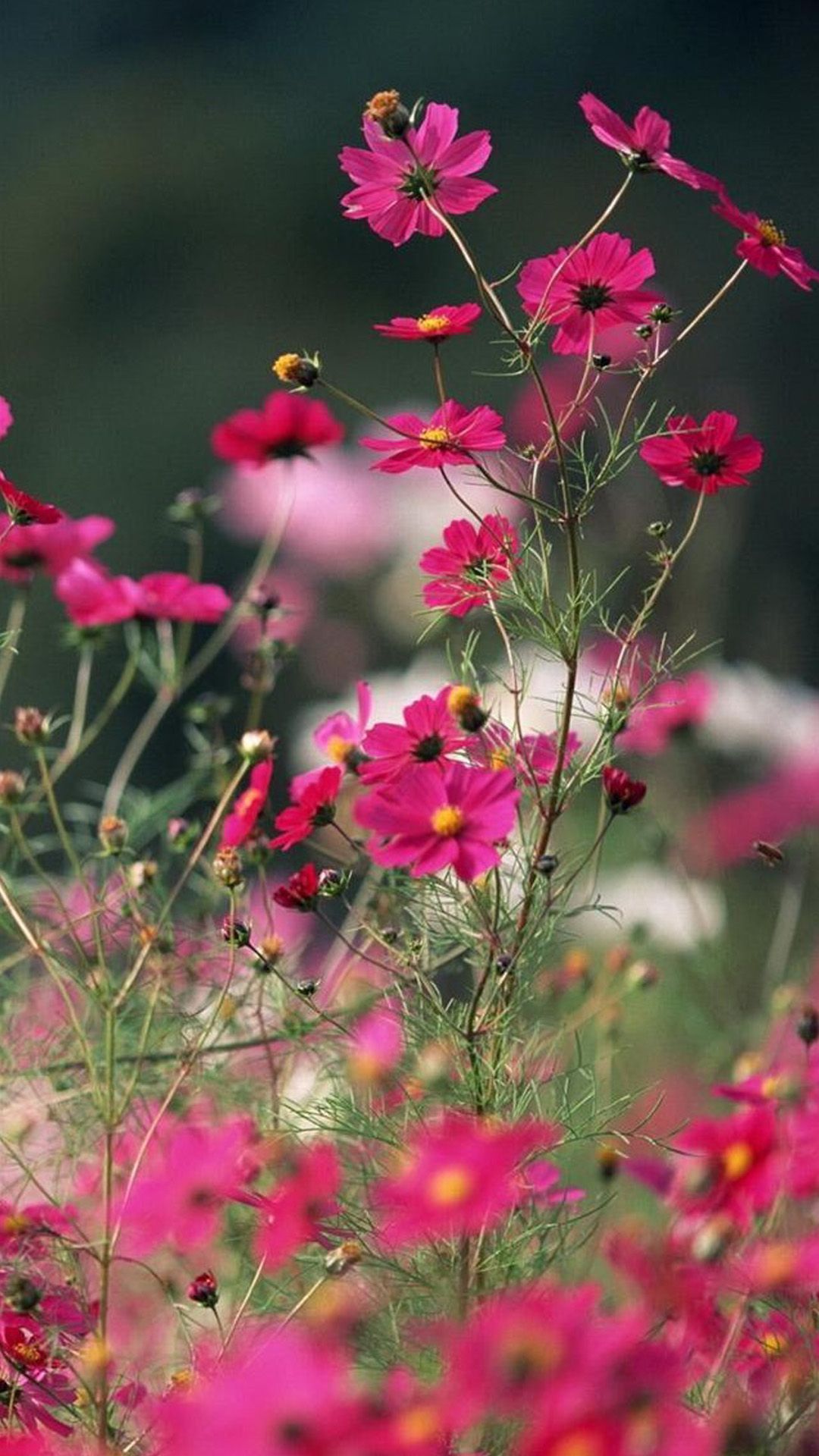Fiori cosmos rosa, 1080x1920 Verticale, Mobile