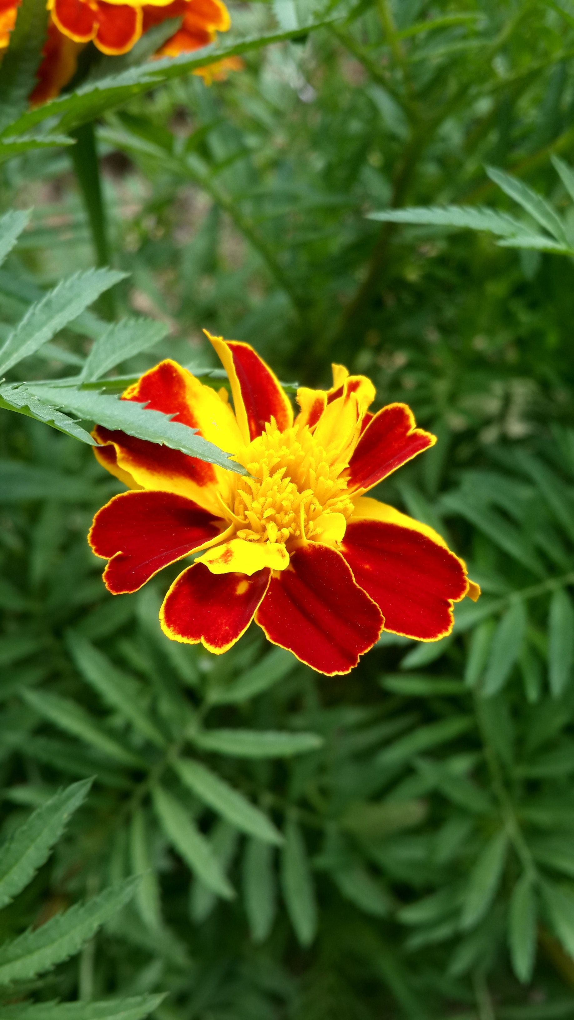 Fiore tagete rosso e giallo, 1836x3264 Verticale, Telefono