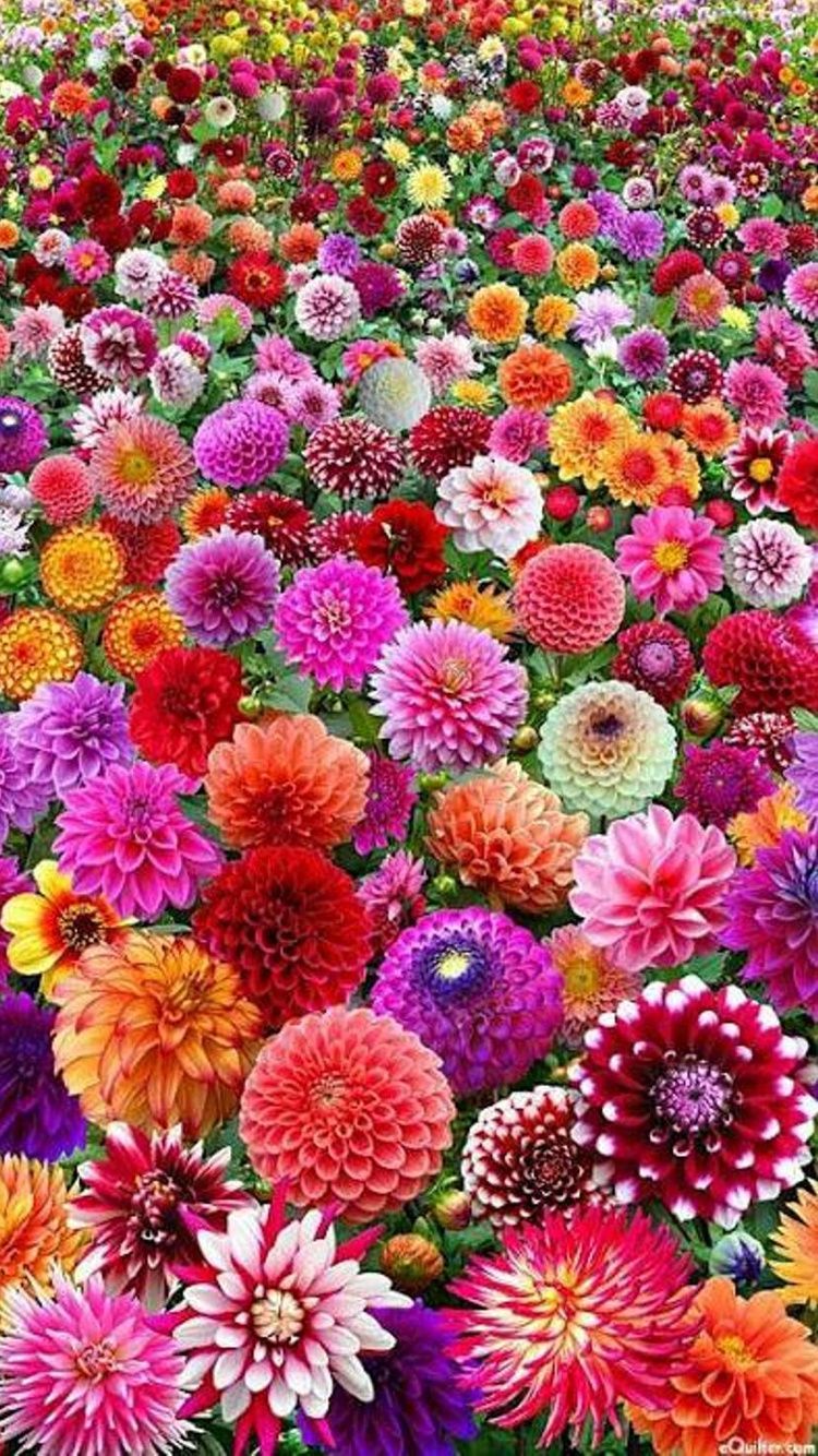 Campo di dalie colorate, 750x1334 Full HD Verticale, iPhone