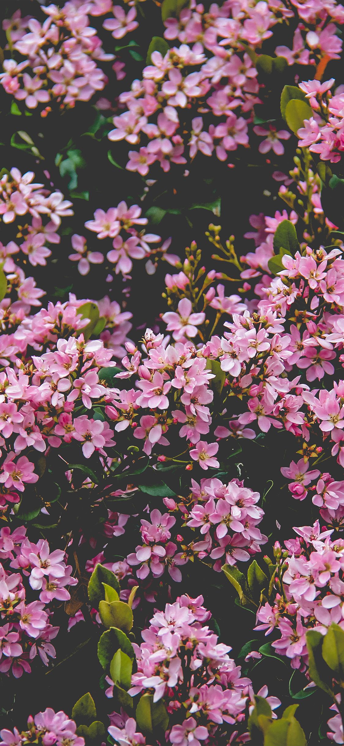 Fiori rosa primaverili, 1125x2436 Full HD Verticale, Smartphone