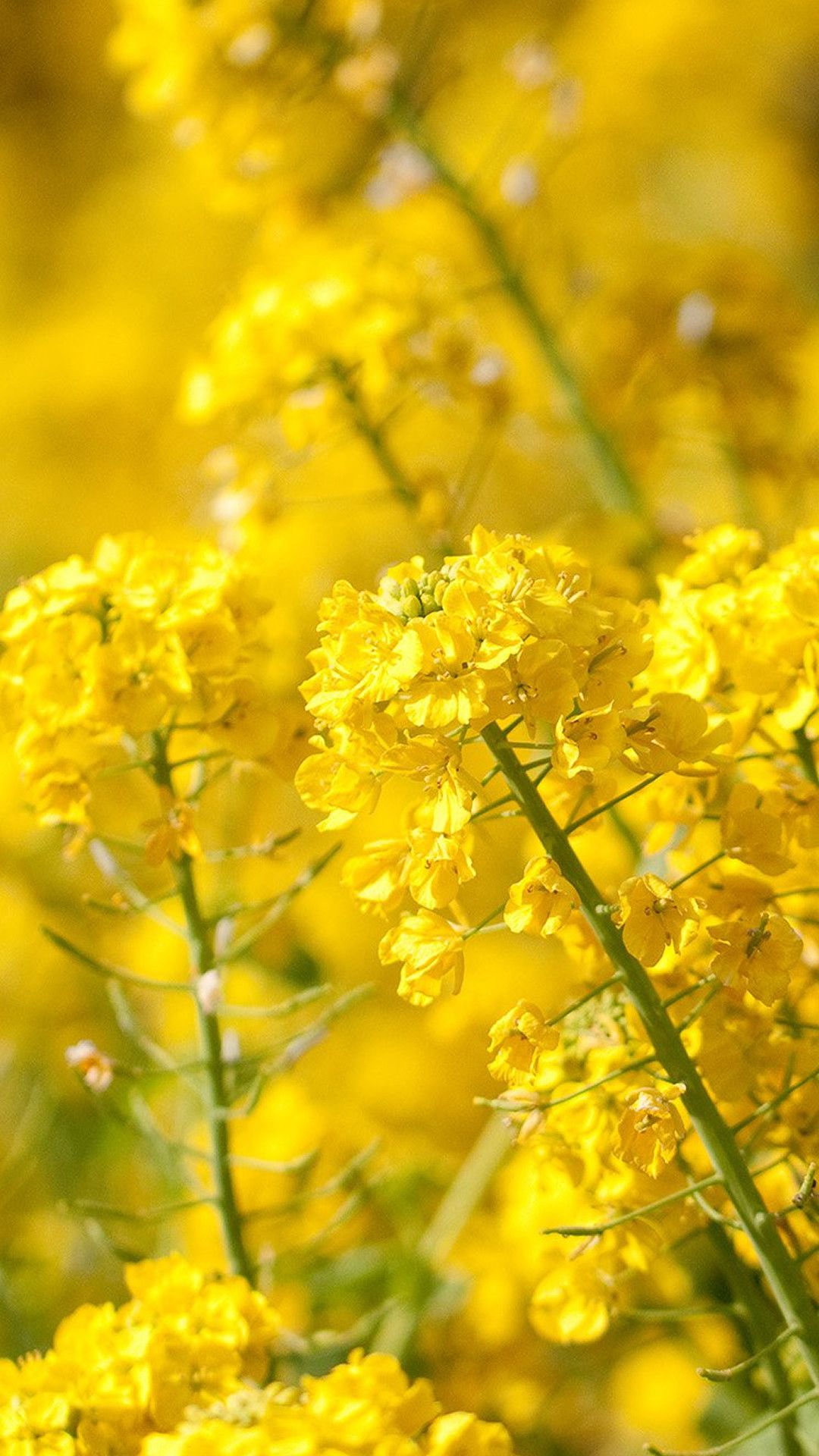Fiori di colza gialli, 1080x1920 Full HD Verticale, Smartphone
