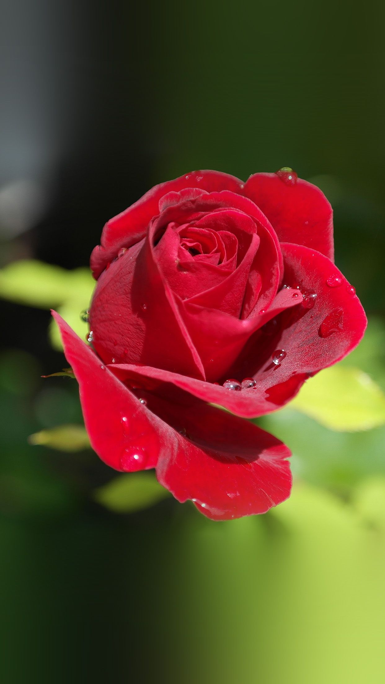 Rosa rossa con gocce d'acqua, 1242x2208 Verticale, Xiaomi