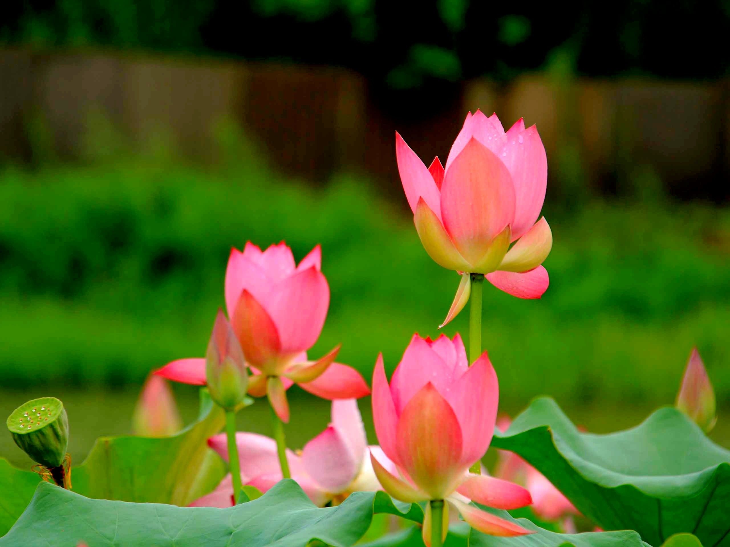 Fiori di loto rosa, 2560x1920 2K+, Desktop