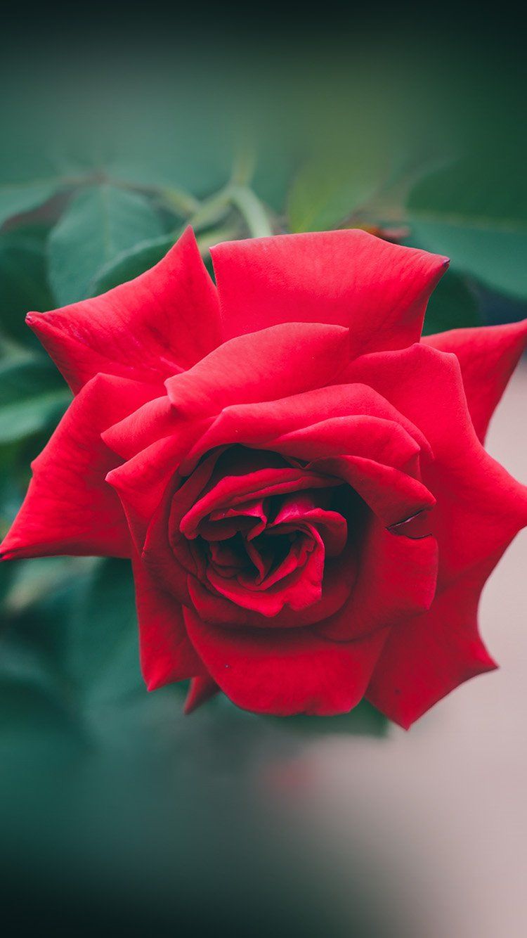 Rosa rossa sfondo verde sfocato, 750x1334 Full HD Verticale, Smartphone